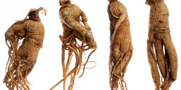 ginseng erroa zakila handitzeko